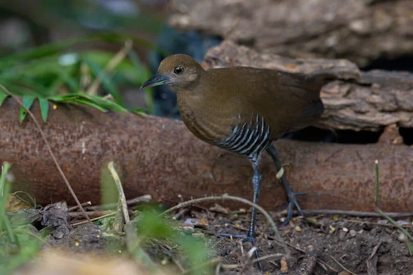 Wachtelkönig Und Schienenwasservogel Wasser Und Land — Stockfoto