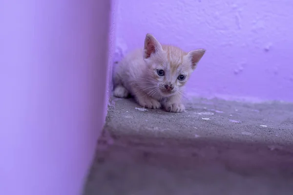 Ein Entzückendes Kätzchen Der Nähe Einer Mauer — Stockfoto