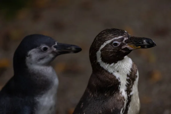 Zbliżenie Ujęcia Pingwinów Magellana Rozmytym Tle — Zdjęcie stockowe