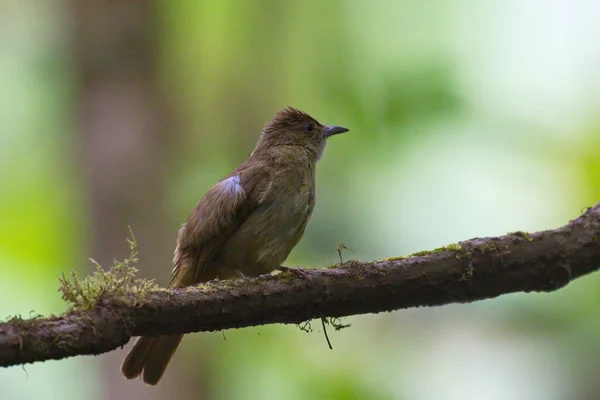 Una Colección Hermosas Aves Bulbul —  Fotos de Stock