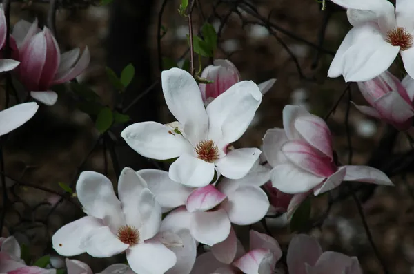 Schöne Rosa Magnolienblüten Wachsen Park — Stockfoto