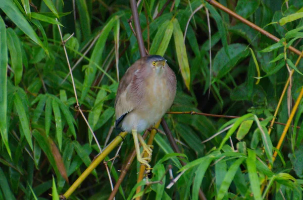 Perseguir Aves Wadin Para Comida Entre Juncos — Fotografia de Stock