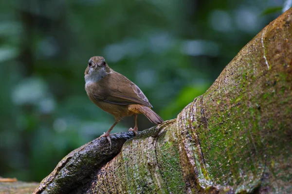 cute bird  on a tree stump and log  Abbot\'s Babbler