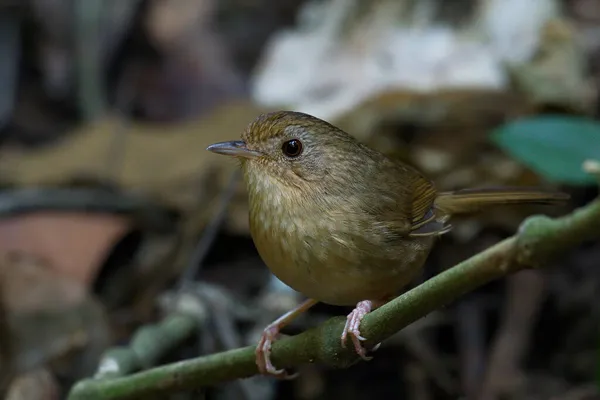 Buff Poitrine Babbler Oiseau Sur Une Bûche Recherche Mignon — Photo