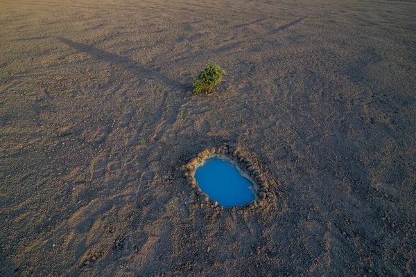 砂の上に植えられた木 — ストック写真