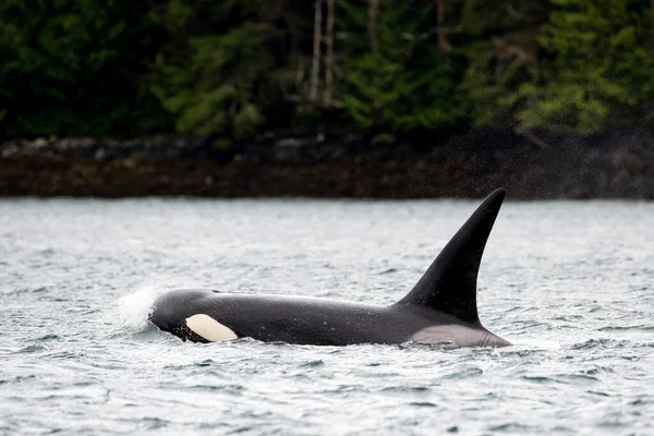 Close Transient Orca Whales Nadando Estreito Johnstone Ilha Vancouver Canadá — Fotografia de Stock