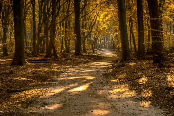 Ένας Χωματόδρομος Μέσα Από Ηλιόλουστο Κίτρινο Φύλλο Δάσος Ηλιαχτίδες — Φωτογραφία Αρχείου