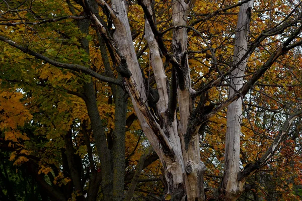 Une Belle Vue Sur Les Arbres Automne Dans Une Forêt — Photo