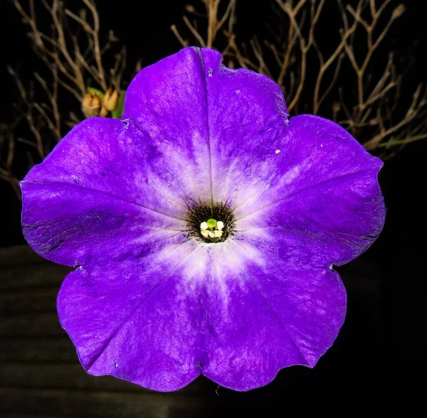 Знімок Фіолетового Петунії — стокове фото