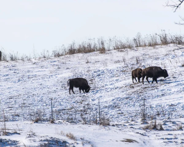 Vue Trois Bisons Amérique Dans Pays Enneigé Herbe Sauvage — Photo
