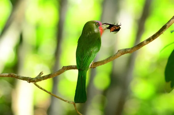 Pájaro Verde Con Pecho Rojo Cazando Insectos Escarabajos Para Alimentar — Foto de Stock