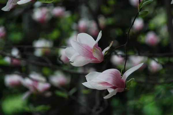 Zbliżenie Ujęcia Kwiatów Magnolii Jasnoróżowymi Płatkami — Zdjęcie stockowe