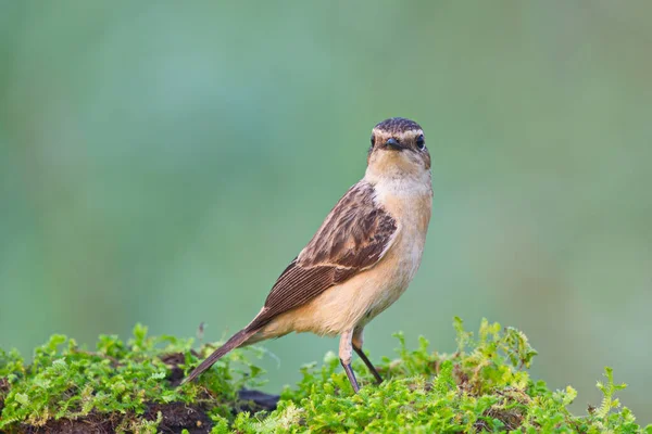 Pequeno Pássaro Marrom Bonito Log Musgo — Fotografia de Stock