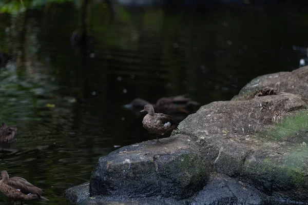 Ein Malerischer Blick Auf Eine Ente Die Auf Dem Stein — Stockfoto