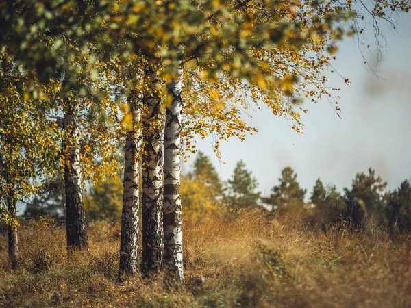 Piękny Widok Jesiennych Drzew Lesie — Zdjęcie stockowe