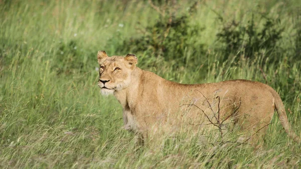 Самка Льва Траве Дикой Природе — стоковое фото