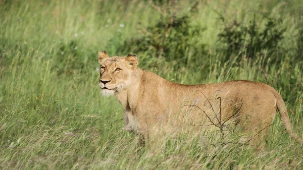 Een Leeuwerik Gras Het Wild — Stockfoto