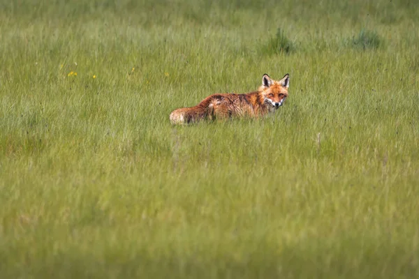 Fox Buscando Alguna Presa Distrajo Poco Fotografiarlo — Foto de Stock