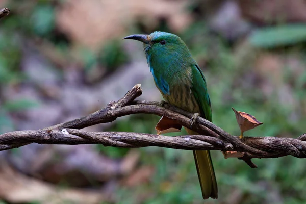 Grüner Vogel Mit Blauem Bart Auf Der Jagd Nach Käfern — Stockfoto