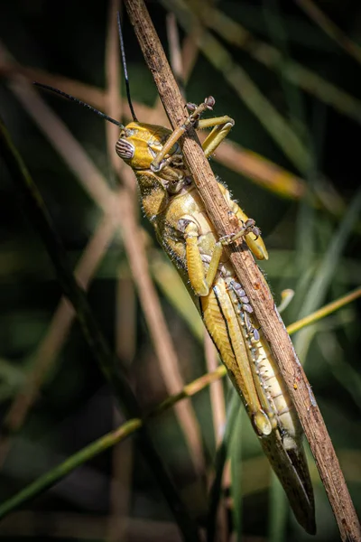 Een Sprinkhaan Een Twijgje Een Wazige Achtergrond — Stockfoto