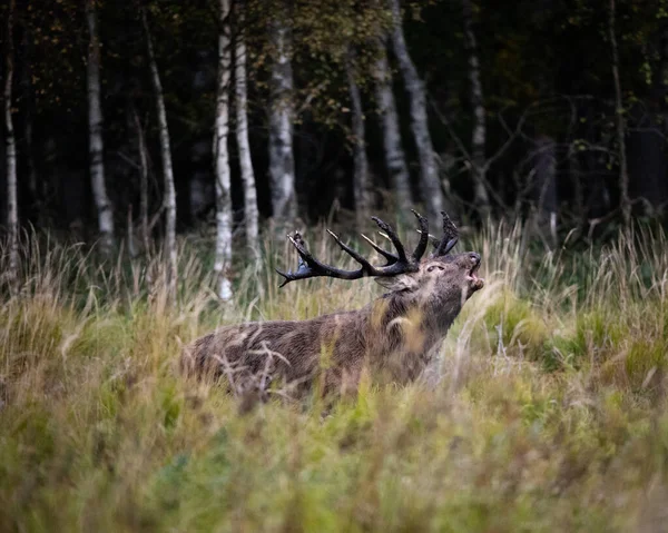 Beautiful Shot Open Park Animals Big Deer Male Opening Mouth — Stock Photo, Image