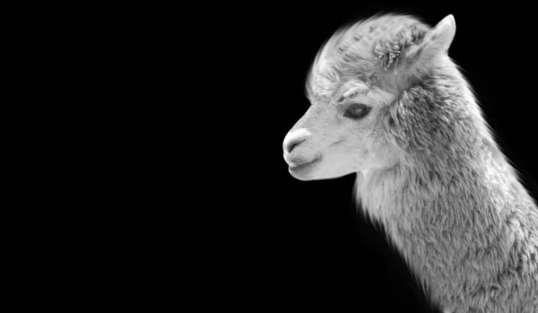 Weißes Alpaka Gesicht Nahaufnahme Hintergrund — Stockfoto