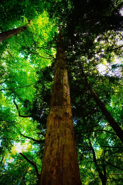 Tiro Baixo Ângulo Velho Tronco Árvore Alta Floresta Dia Ensolarado — Fotografia de Stock