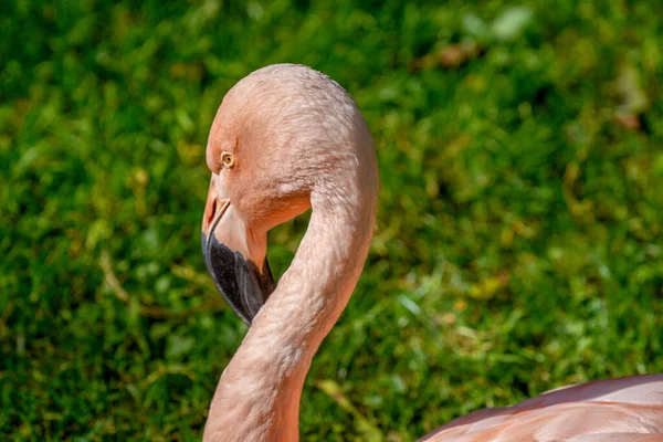 Een Rose Flamingo Onder Het Zonlicht — Stockfoto