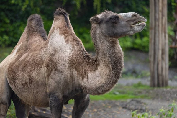 Een Close Opname Van Een Kameel Dierentuin Een Wazige Achtergrond — Stockfoto