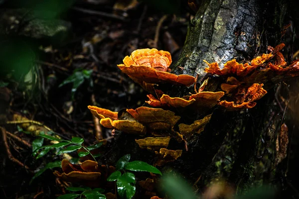 Primo Piano Della Crescita Funghi Sull Albero Nel Lamington National — Foto Stock