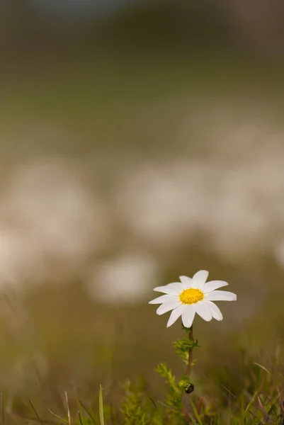 Closeup Shot Chamomile Flower Growing Field Green Background — Stock Photo, Image