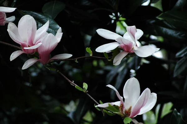 Schöne Rosa Magnolienblüten Wachsen Park — Stockfoto