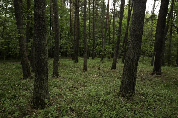 Una Splendida Foresta Verde Con Alberi Piante — Foto Stock