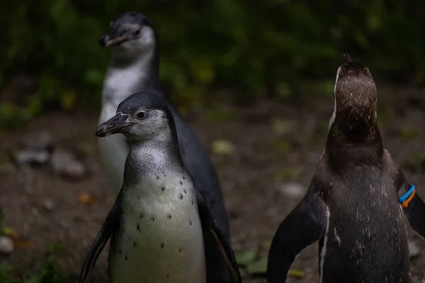 Uma Vista Panorâmica Dos Pinguins Magalhães Sobre Fundo Turvo — Fotografia de Stock