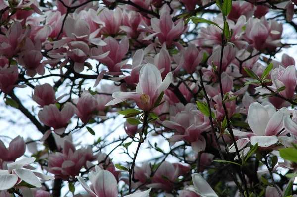 Красиві Рожеві Квіти Магнолії Вирощені Парку — стокове фото