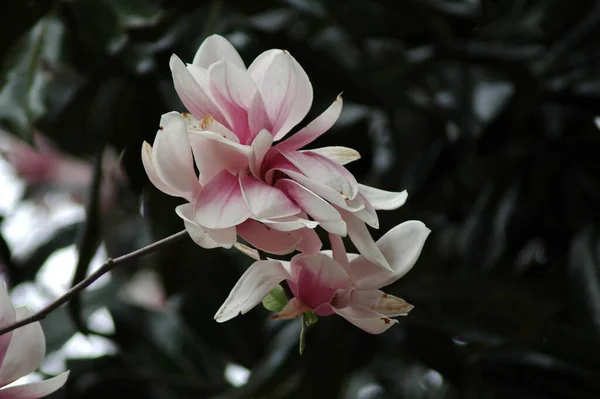 Zbliżenie Ujęcia Kwiatów Magnolii Jasnoróżowymi Płatkami — Zdjęcie stockowe