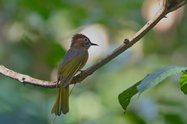 Uma Coleção Belos Pássaros Bulbul — Fotografia de Stock