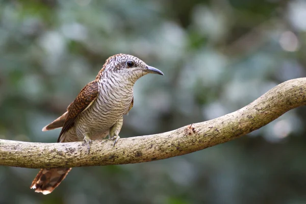 Diverse Parasitaire Kweekkoekoekvogels — Stockfoto