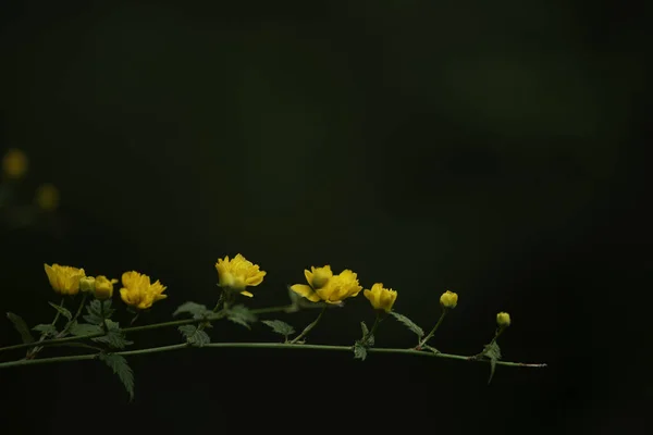 Egy Közeli Felvétel Sárga Japán Kerria Virágokról Sötét Homályos Háttérrel — Stock Fotó