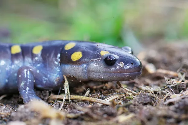 Close Adulto Macho Manchado Salamandra Ambystoma Maculatum Chão — Fotografia de Stock