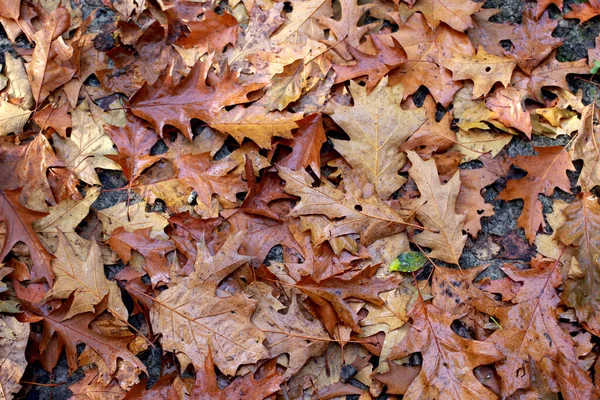 Eine Nahaufnahme Von Farbenfrohen Fallenden Blättern — Stockfoto