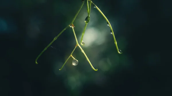 Macro Shot Some Drops Plant Dark Nature Background — Stock Photo, Image