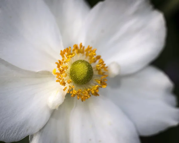 Een Closeup Shot Van Een Wildflower Anemone — Stockfoto