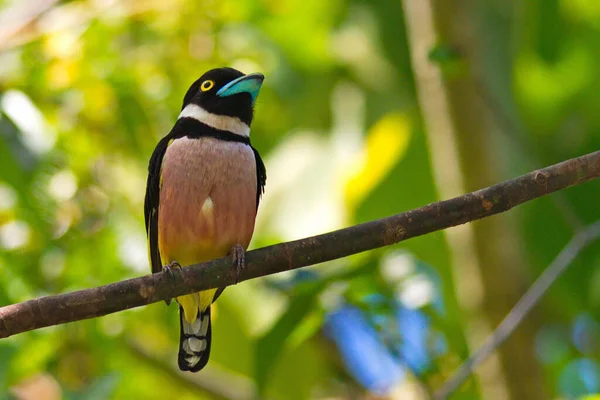 Lindo Pájaro Posado Árbol Recogiendo Material Del Nido — Foto de Stock