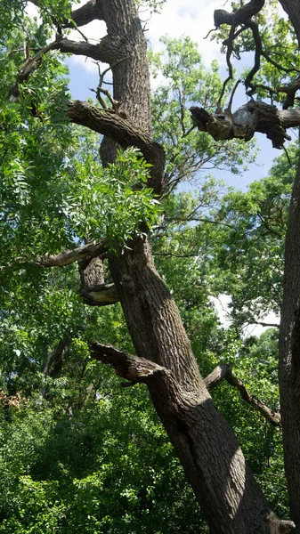 Прекрасний Вид Старе Зелене Дерево Довгими Гілками Влітку — стокове фото