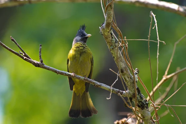 Żółty Ptak Czarnym Grzebieniem — Zdjęcie stockowe