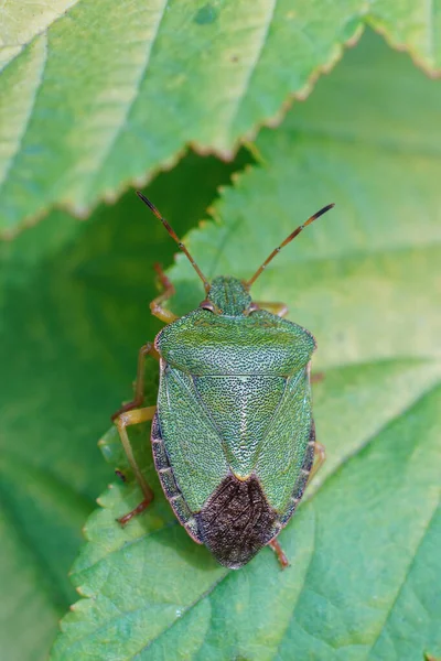 Bahçedeki Yeşil Kalkan Böceği Palomena Prasina Nın Dikey Yakın Çekimi — Stok fotoğraf