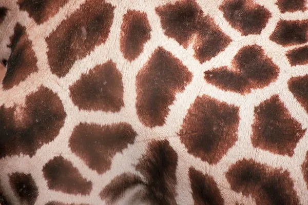 Tiro Perto Uma Pele Girafa — Fotografia de Stock
