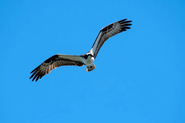Una Osprey Volando Contra Cielo Azul — Foto de Stock