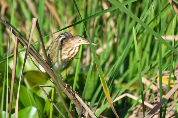 Wadin Oiseau Traquant Pour Nourriture Parmi Les Roseaux — Photo